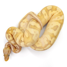 EXOPRIMA Python regius "Banana Pastel Yellow Belly poss Orange Dream" Королевский питон, S-M, самец 