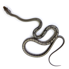 EXOPRIMA Orthriophis taeniurus callicyanous Blue Beauty Тонкохвостый полоз блю бьюти