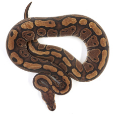 EXOPRIMA Python regius "Red Stripe poss Vanilla" Королевский питон, S-M, самец (Германия)