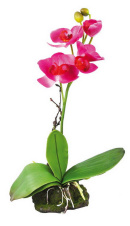 LUCKY REPTILE Декоративное растение "Orchid pink", розовое, 30см (Германия)!