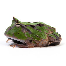 EXOPRIMA Ceratophrys cornuta green Амазонская рогатка (итанния), S