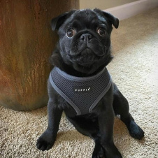 PUPPIA Шлейка для собак "Soft Vest", серая, 3L (Южная Корея)