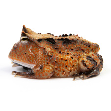 EXOPRIMA Ceratophrys cornuta brown Амазонская рогатка (итанния), S