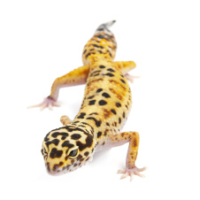 EXOPRIMA Eublepharis macularius Пятнистый леопардовый эублефар White and Yellow eclipse