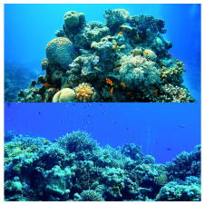 MCLANZOO Фон для аквариумов "Ocean", двухсторонний, 61.0х121.5см