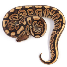 EXOPRIMA Python regius "Black Pastel Vanilla poss Gravel" Королевский питон, S-M, самка (Германия)