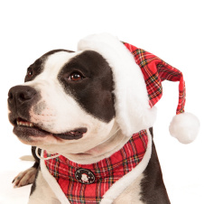 PUPPIA Колпак для собак новогодний "Santa", красная клетка, XL (Южная Корея)