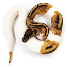 EXOPRIMA Python regius "Od piebald" Королевский питон, S-M, №122 (Германия)