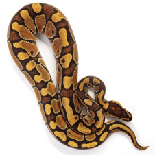 EXOPRIMA Python regius "Enchi Special poss NR Mandarin" Королевский питон, S-M, самец (Германия)
