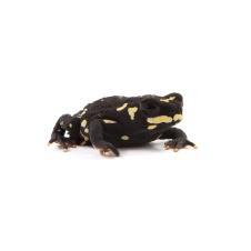 EXOPRIMA Melanophryniscus klappenbachi Черноспинка клапенбаха (Жаба-шмель), S