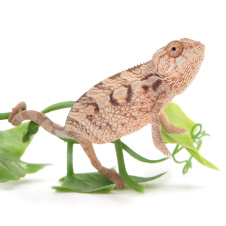 EXOPRIMA Furcifer pardalis Пантеровый хамелеон, самка (Германия)