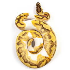 EXOPRIMA Python regius "Enchi fire yb piebald" Королевский питон, S-M (Германия)