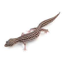 EXOPRIMA Eublepharis macularius Пятнистый леопардовый эублефар Super snow