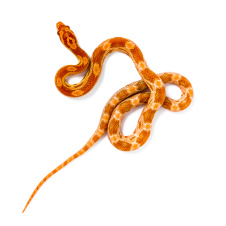 ExoPrima Маисовый полоз Caramot orange, S (Германия)