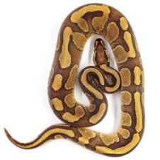 EXOPRIMA Python regius "Enchi Copper" Королевский питон, S-M, самец (Германия)