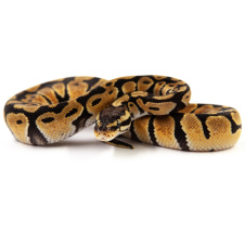 EXOPRIMA Python regius "Pastel" Королевский питон, S-M, №292 (Германия)