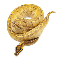 EXOPRIMA Python regius "Enchi mojave freeway" Королевский питон, S-M (Германия)