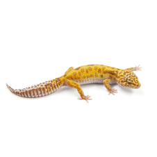 EXOPRIMA Eublepharis macularius Пятнистый леопардовый эублефар TA jungle