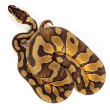 EXOPRIMA Python regius "Enchi Pastel Vanilla" Королевский питон, S-M, самка (Германия)