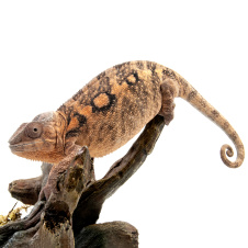 EXOPRIMA Furcifer pardalis Пантеровый хамелеон, самец (Германия)