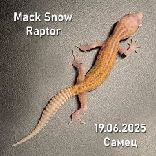 EXOPRIMA Эублефар Mack Snow Raptor 