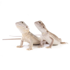 EXOPRIMA Pogona vitticeps "Zero" Бородатая агама, XS-S (Германия)