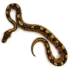 EXOPRIMA Python regius "Fire" Королевский питон, S-M (Германия)