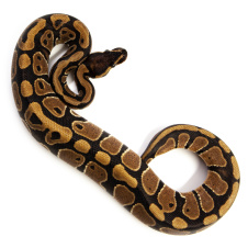 EXOPRIMA Королевский питон "Normal" Python regius