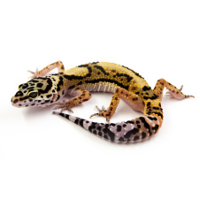 EXOPRIMA Eublepharis macularius mix morph Пятнистый леопардовый эублефар, S (Германия)