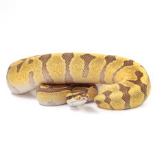 EXOPRIMA Python regius "Super Enchi Fire" Королевский питон, S-M, самец (Германия)