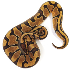 EXOPRIMA Python regius "Enchi poss NR Mandarin" Королевский питон, S-M, самка (Германия)