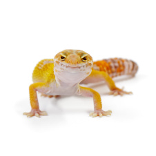 EXOPRIMA Эублефар пятнистый Tangerine Tremper Albino