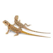 EXOPRIMA Бородатая агама Pogona vitticeps