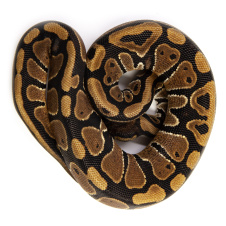EXOPRIMA Python regius "Normal" Королевский питон, S-M, №265 (Германия)