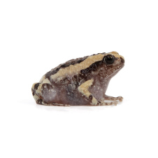 EXOPRIMA Kaloula pulchra Украшеннная бычья лягушка ( Узкорот), S