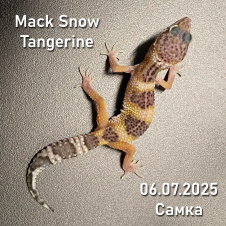 EXOPRIMA Эублефар Mack Snow Tangerine