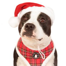 PUPPIA Колпак для собак новогодний "Santa", красный, ХL (Южная Корея)