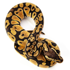 EXOPRIMA Python regius "Pastel" Королевский питон, S-M, №100 (Германия)
