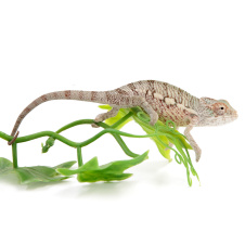 EXOPRIMA Furcifer pardalis Пантеровый хамелеон, самец (Германия)