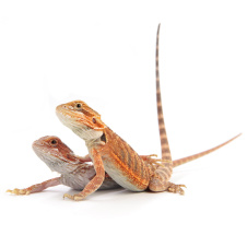 EXOPRIMA Pogona vitticeps "Hypo Translucent Cawley Extrem Red" Бородатая агама, XS-S (Германия)
