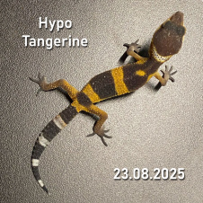 EXOPRIMA Эублефар пятнистый Hypo Tangerine