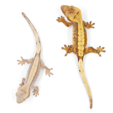 EXOPRIMA Бананоед реснитчатый Correlophus ciliatus