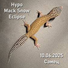 EXOPRIMA Эублефар Hypo Mack Snow Eclipse