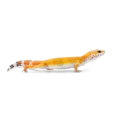 EXOPRIMA Эублефар Super Hypo Tangerine Aberrant