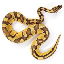 EXOPRIMA Python regius "Enchi Pastel Special poss Vanilla" Королевский питон, S-M, самец (Германия)