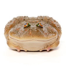 EXOPRIMA Фигурка лягушки-щитоспинки, тёмно-зелёная