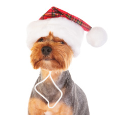PUPPIA Колпак для собак новогодний "Santa", красная клетка, M (Южная Корея)