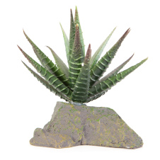 LUCKY REPTILE Декоративное растение для террариумов "Tiger Aloe", 8см (Германия)!