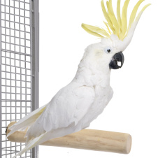 HAPPY BIRD Жердочка для птиц "Ветвь кофейная", 35х8см, XL (Германия)