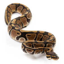 EXOPRIMA Python regius "Normal" Королевский питон, S-M, №231 (Германия)